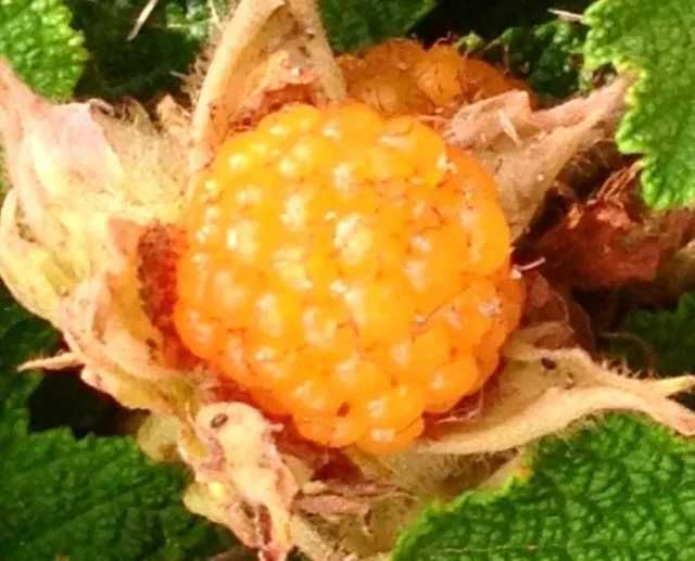 Framboesa Laranja Rasteira (Rubus Rolfei)