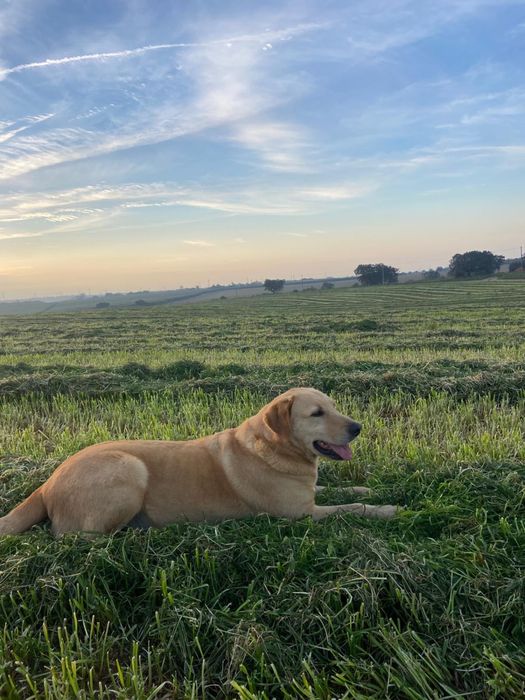 Cão adulto (6 anos) para adoção responsável – vacinado, chip e passaporte