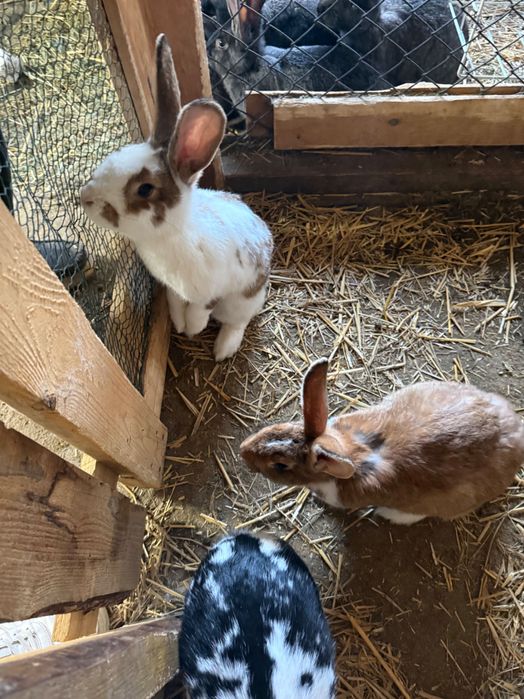 Króliki mięsne rasa srednia