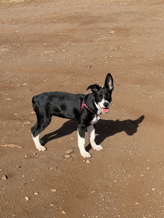 Adoção responsável - Roxy