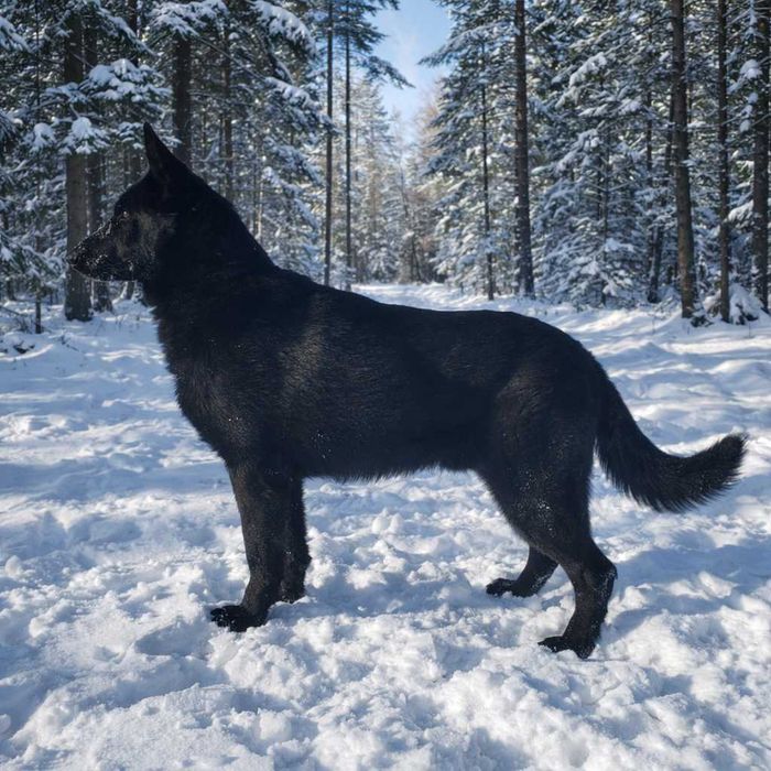 Німецька вівчарка (Вязка)