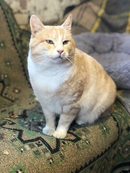 Котик Тімоша біля 3-х рочків. Терміново шукаємо найкращу родину для до