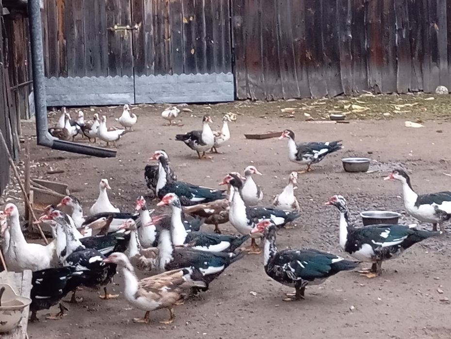 Sprzedam kaczory i kaczki