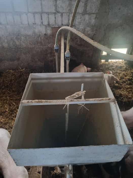 Sprzedam paśnik dla świń