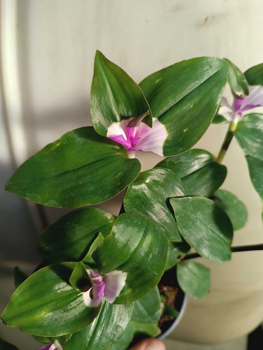 blushing bride trzykrotka