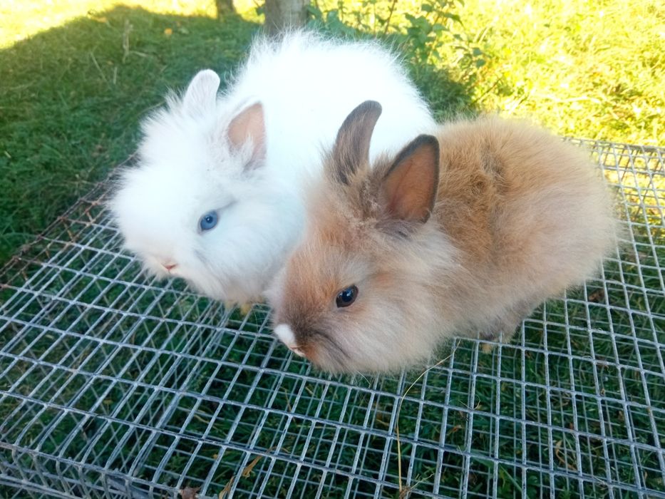 Młode króliki miniaturki królik mini