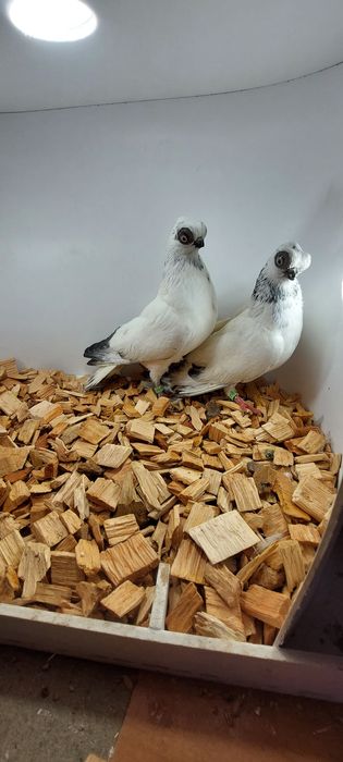 Szek, szeki, krotkodzioby polski