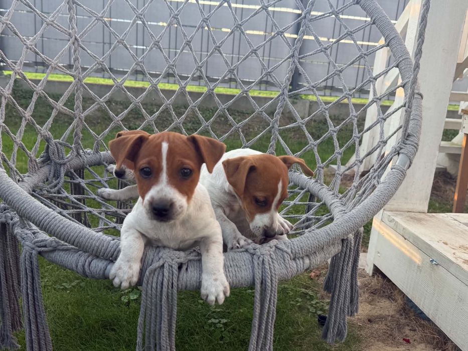 Jack russell terrier