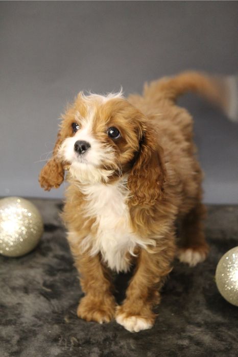 Мальтипу кава пу ,девочка продажа