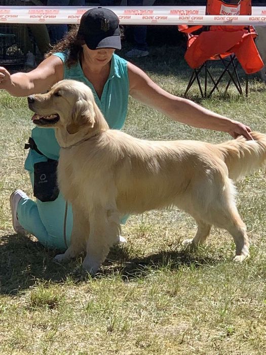 Пропонуємо кобеля на вязку