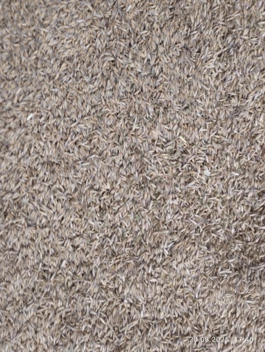 Продам зерно пшениці ячменю вівса