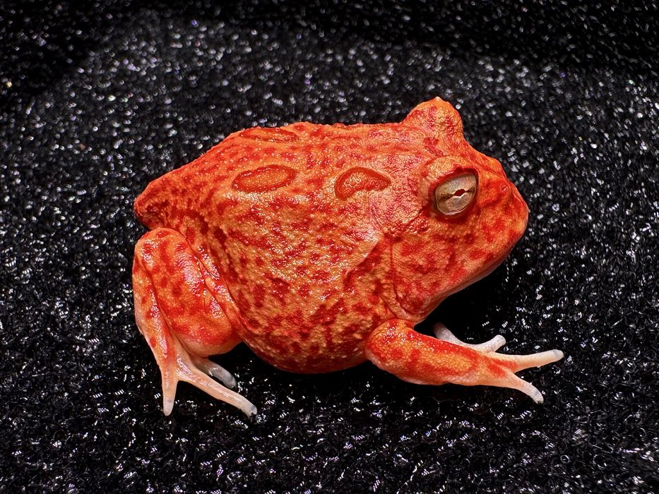 Żaba rogata Ceratophrys różne