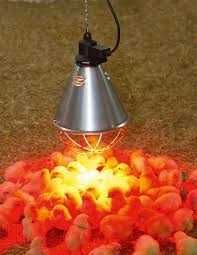 Lampa grzewcza, oprawa sztuczna kwoka + promiennik ZESTAW