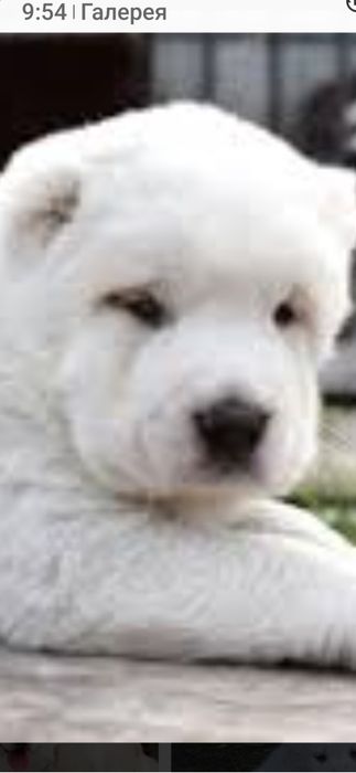 Цуценята Середньоазіатської вівчарки .