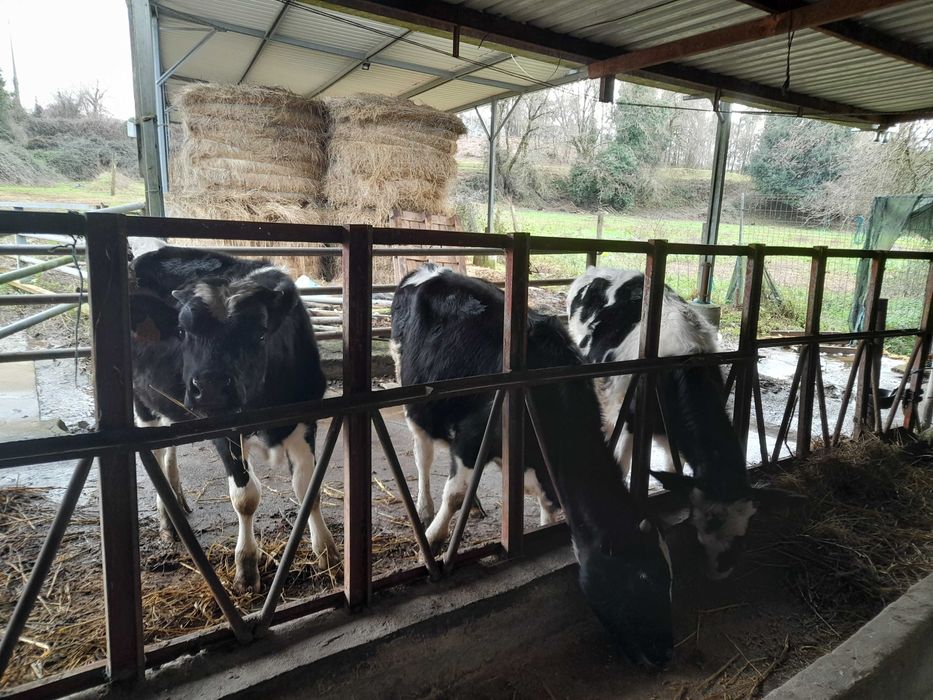 Vitelo frisio 6 meses