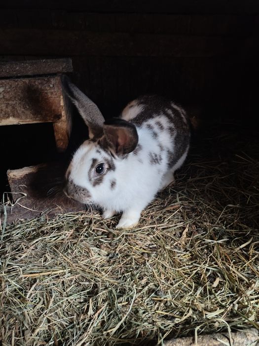 Samiec królika  nowozelancki