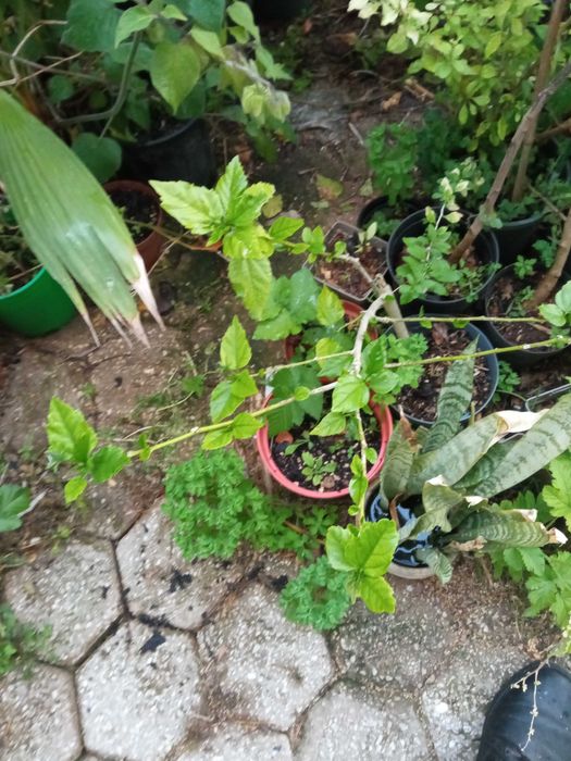 Planta ibisco em vaso