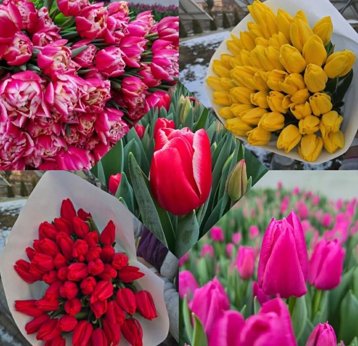 Тюльпан. 8 березня. Опт. Мілкий опт. Роздріб.