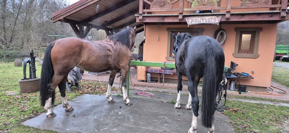 Klacz kwpn skoki sportowa