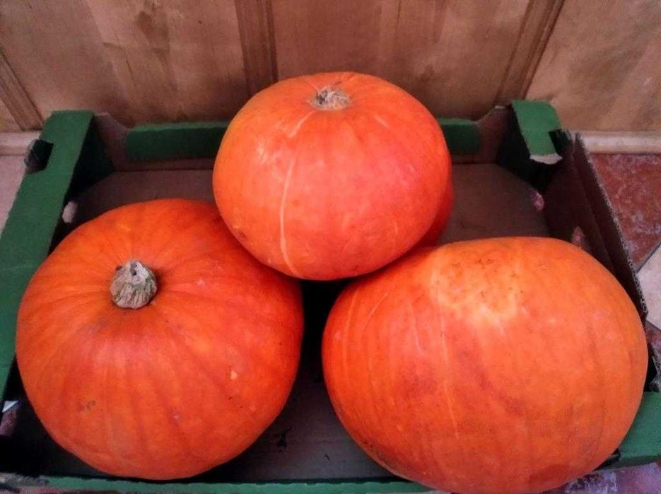 Dynia ekologiczna, Wiślica/Busko/Kazimierza/Skalbmierz świętokrz.