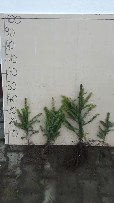Świerk serbski sadzonki picea omorika 30-50 cm NA PLANTACJE.