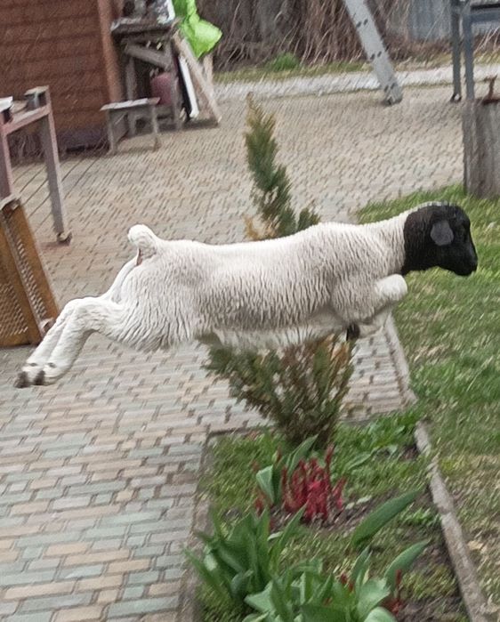 Дорпер вівці, ягнята