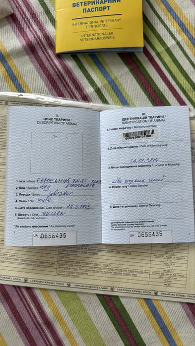 Лабрадор ретривер