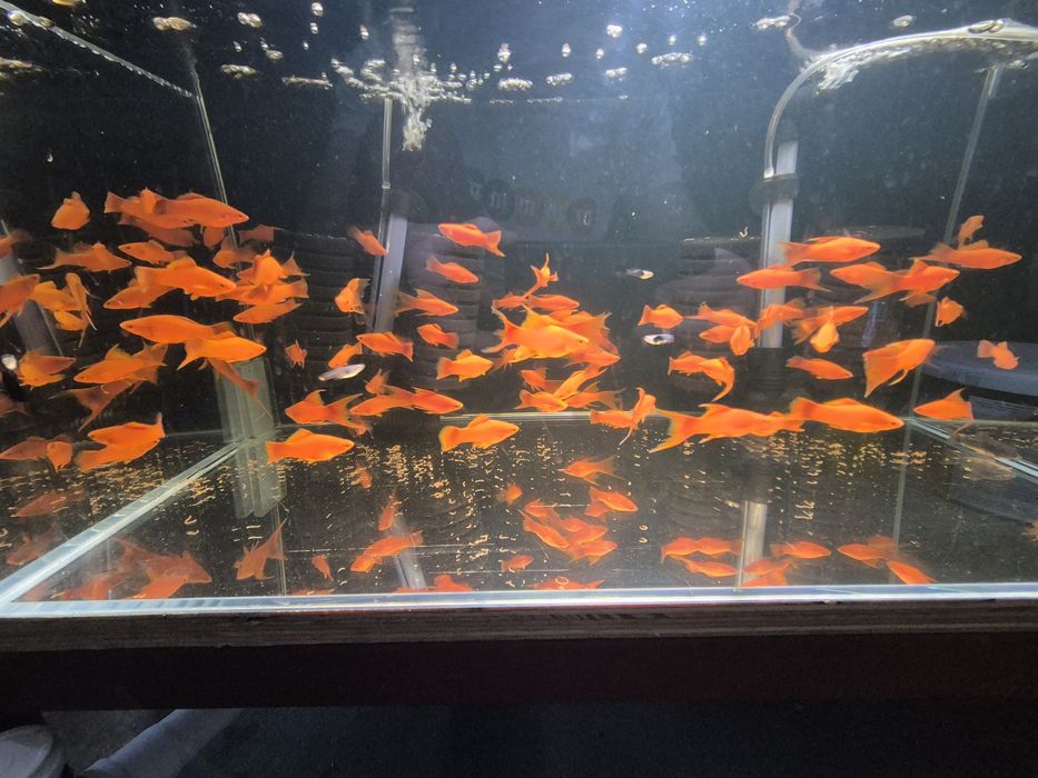 Red alpha ruby red  15 szt tanio wysylka