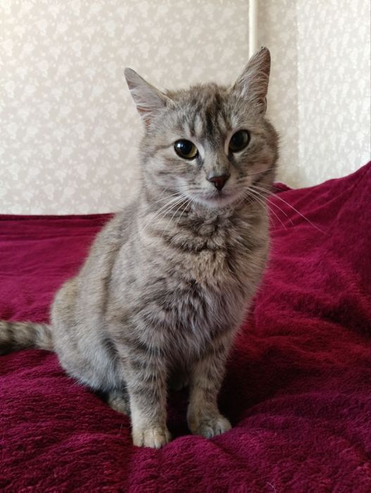 Красивый котенок бесплатно