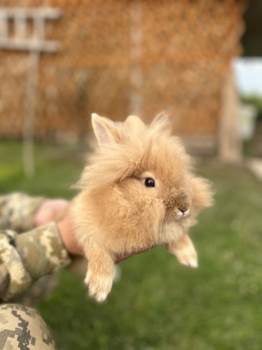 Декоративні кролики