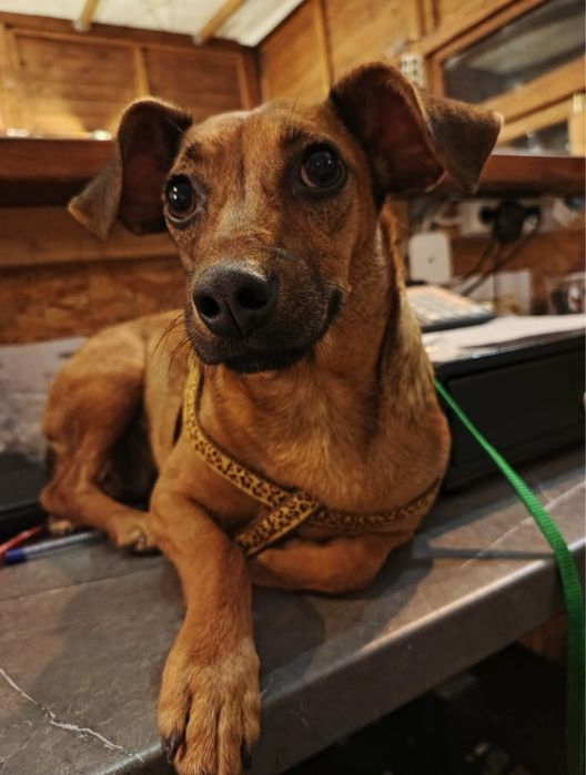 Kochana sunia Zumba szuka domku