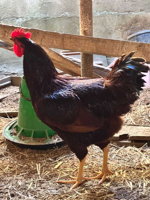 Vendo 2 galos puros Rhode island red