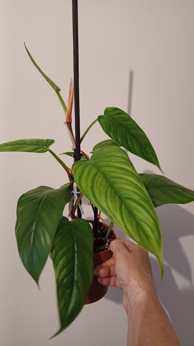 Philodendron Ernestii