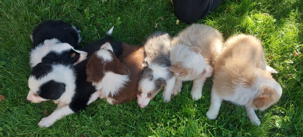 Border Collie szczeniak
