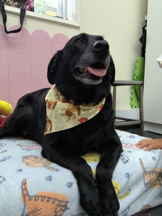 Cadela para adoção