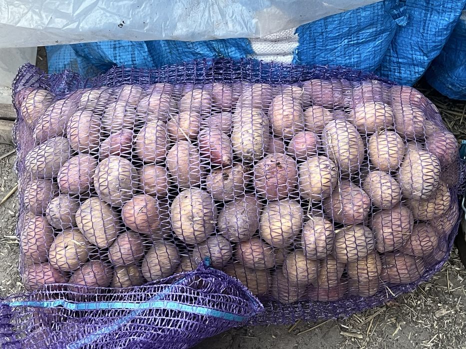 Продаю домашню велику картоплю