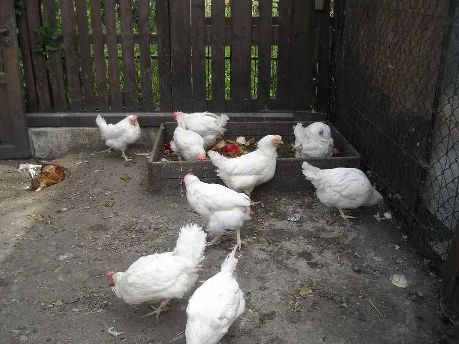 Ferma sprzeda kury m3