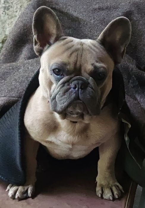 Французький бульдог на в'язку