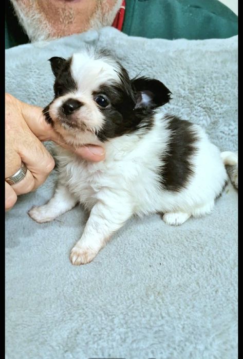 Amigo chihuahua długowłosy