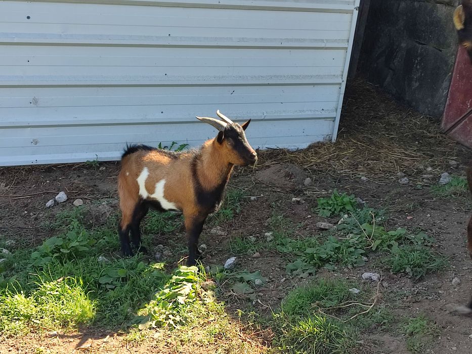 Cabrito Anão com 8 Meses