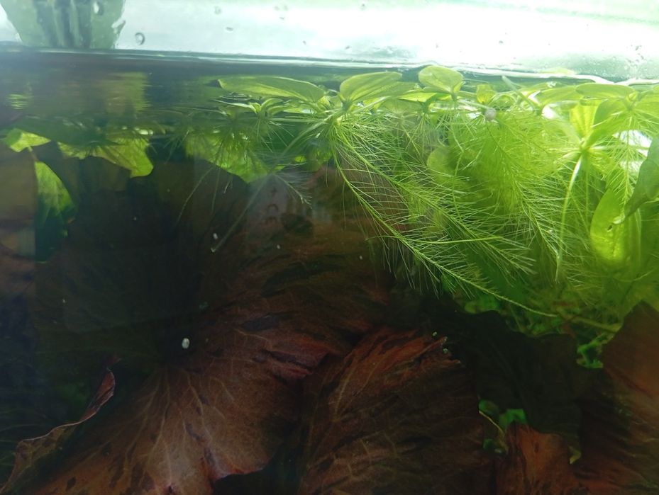 Planta aquática flutuante de lago ou aquário