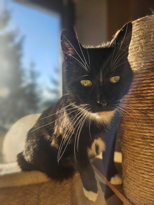 Irysek, 2 letni do adopcji