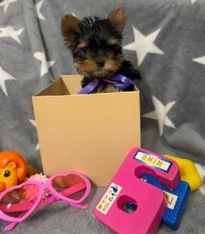 York chlopczyk  sunia