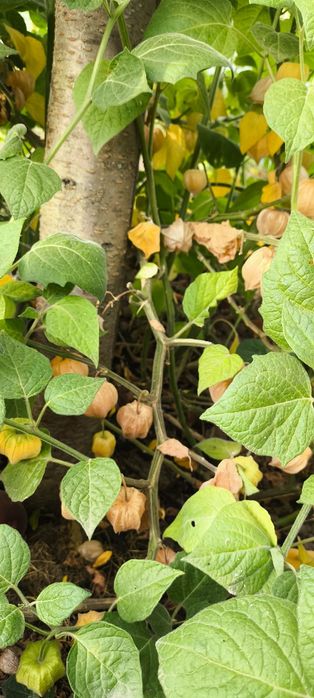 Vendo plantas phisalis