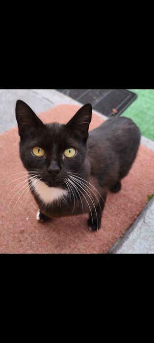 Oddam kotki w dobre ręce