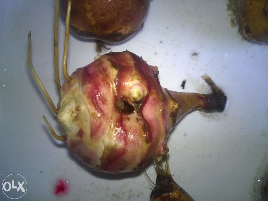 Topinambur, świeży  25zl za 25 bulw