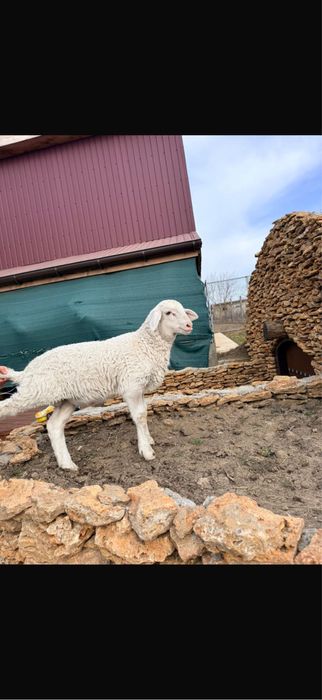 Продаем баранчиков