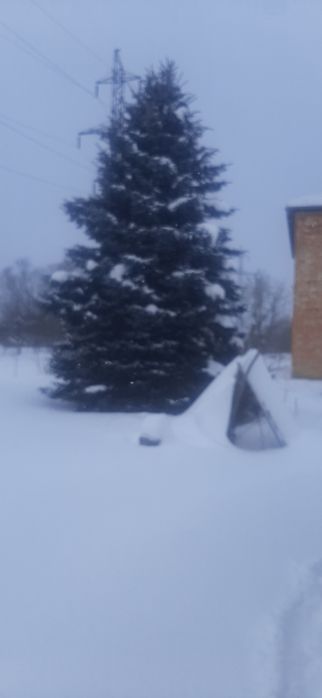Ялинка голуба."серебро".
