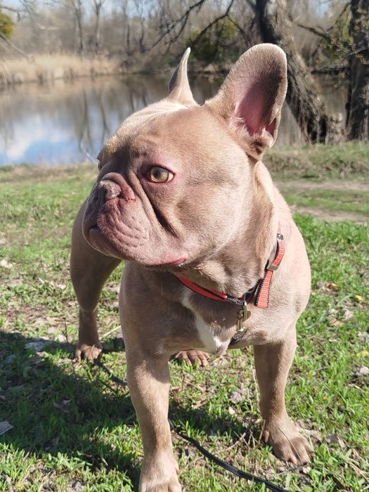 Французький бульдог в'язка.