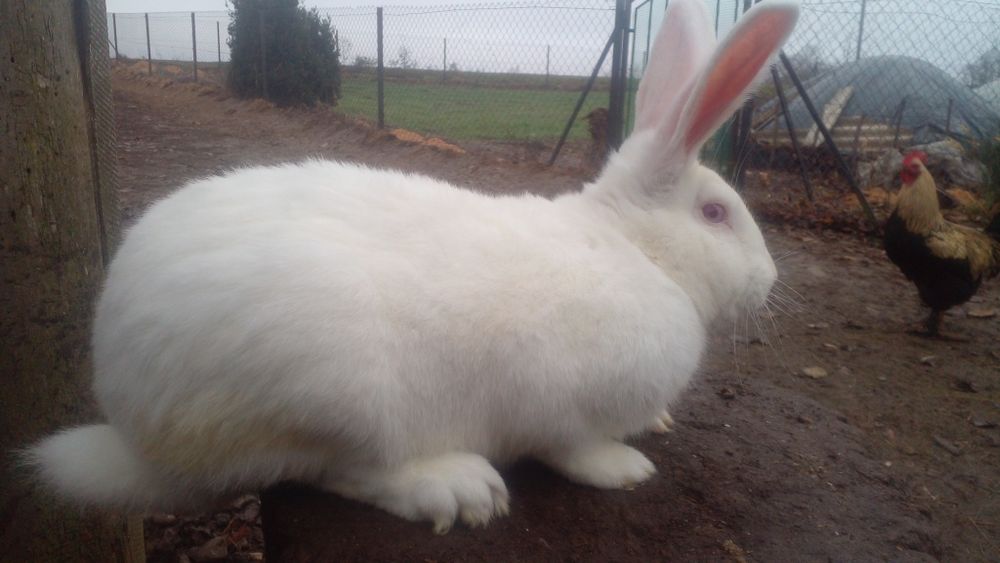 Самці молодняк різних порід